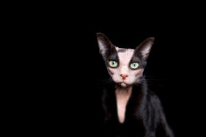 funny photo manipulation of two different cats mixed together. a black cat and a hairless sphynx cat funny photo manipulation of two different cats mixed together. a black cat and a hairless sphynx cat
